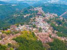 紀伊山地の霊場と参詣道:吉野山(車で40分)