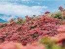 <葛城山のつつじ>山頂付近の葛城高原はつつじが群生していることで有名です。5月がおすすめです。