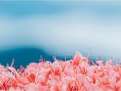 <葛城山のつつじ>山頂付近の葛城高原はつつじが群生していることで有名です。5月がおすすめです。