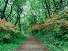 <葛城山のつつじ>山頂付近の葛城高原はつつじが群生していることで有名です。5月がおすすめです。
