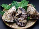 【天然物の岩牡蠣】