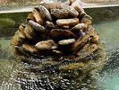 松ぼっくりのモチーフの湯壺からは、豊富な湯量の源泉が流れ出ています。