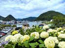 【下田あじさい祭】毎年6月開催