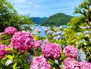 【下田あじさい祭】毎年6月開催