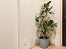 ロビーでお迎えする観葉植物も1つのインテリア♪