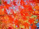 【紅葉】長瀞は日本紅葉の名所100選に選ばれています(車で約30分)