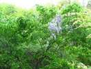 【藤の花】自生の藤も咲いています。秩父はお花の宝庫♪