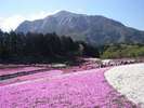 【羊山公園・芝桜の丘】見頃:例年4月中旬〜5月初旬(天気状況にて見頃は変動します)