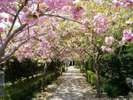 【桜】