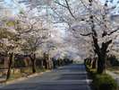 【長瀞・通り抜けの桜】