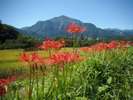 【彼岸花と武甲山】