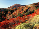スカイラインは長い期間紅葉を楽しめます
