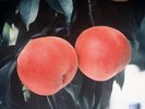 一度食べれば虜になる福島の絶品桃あかつき