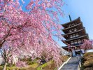 二本松の安達ヶ原ふるさと村の桜