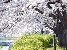 川沿いを彩る桜並木!荒川桜づつみ公園。