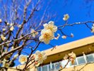 【中庭】春の訪れを告げる、凛と咲く白梅