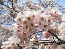 【中庭】春風に揺れる桜が彩る、心ほどける景色