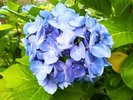 【中庭】梅雨の季節を彩る、みずみずしい紫陽花