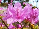 【中庭】やさしい色合いのツツジが春の訪れを演出