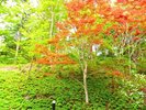 【中庭】秋色に染まる庭で静かなひとときを