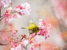 【周辺観光|河津桜】春を告げるメジロと桜の美しい共演