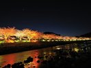 【周辺観光|河津桜】峰地区を彩る幻想的な夜桜の光景