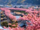 【周辺観光|河津桜】河津川沿いに咲く桜並木、散策にぴったり