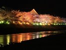 【周辺観光|河津桜】温泉街に咲く夜桜が旅情を深めるワンシーン