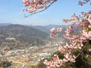 【周辺観光|河津桜】街を包む桜景色を城山から一望できます