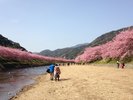 【周辺観光|河津桜】川沿いに約800本の桜が咲き誇ります