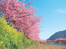 【周辺観光|河津桜】桜と菜の花が彩る春らしい風景