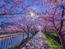 【周辺観光|河津桜】満開時は桜のトンネルが現れます