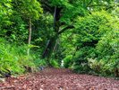 【遊歩道】緑のトンネルのような景色を楽しめる小道