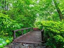 【遊歩道】新緑の中へと続く、趣ある木橋