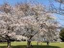 【3月4月おすすめ】大房岬は桜の名所としても知られており、ホテルから散策しながらお花見ができます。