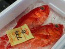 市場で新鮮なお魚を仕入れております