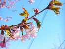 【観光情報/新得山桜】期間限定でライトアップイベントが行われ、幻想的な景色を楽しめます。