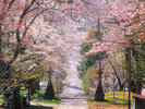 【観光情報/新得山桜】新得山のエゾヤマザクラは古くから道内で桜の名所として有名です。