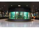 京都大学白浜水族館(車5分)貴重な水族館にぜひいってみてください★