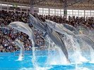アドベンチャーワールド(イルカショー)