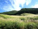 【仙石原ススキ草原:初秋】黄金色の穂と緑のススキのコントラストが特徴的。(一例)