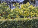 【夏みかん】毎年5月上旬から中旬頃にかけて、甘い香りのする白く可憐な花を咲かせる。