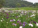 【車で約15分】神楽女湖・花菖蒲園(見ごろ6月中旬)