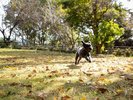 ドッグラン