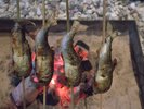 鮎を串焼きにして油・水分を抜き、オーブン280℃焼き、囲炉裏の炭火で焼いたら頭から丸かじりできます