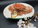 グレードアッププランBとげ栗ガニ
