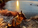 *【大沼湖】当館の看板犬もおすすめ!大沼湖から望む朝焼けは旅の思い出に。静寂の中、心癒されるひととき