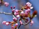 毎年ゴールデンウィークに向けて満開になる桜 2014年4月24日