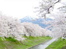 新江用水路桜並木