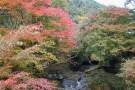 秋の「山中渓谷」紅葉の隠れスポット／１１月上旬見頃
